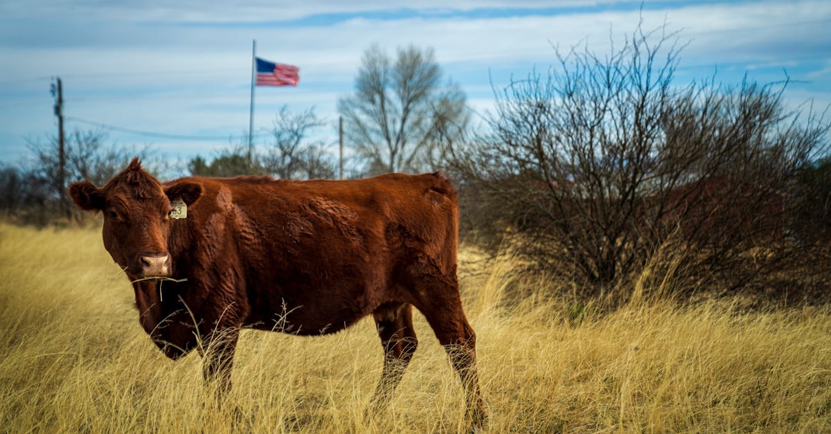 Un veau texan affecté par le parasite Screwworm, symbolisant un risque pour l'industrie bovine américaine.